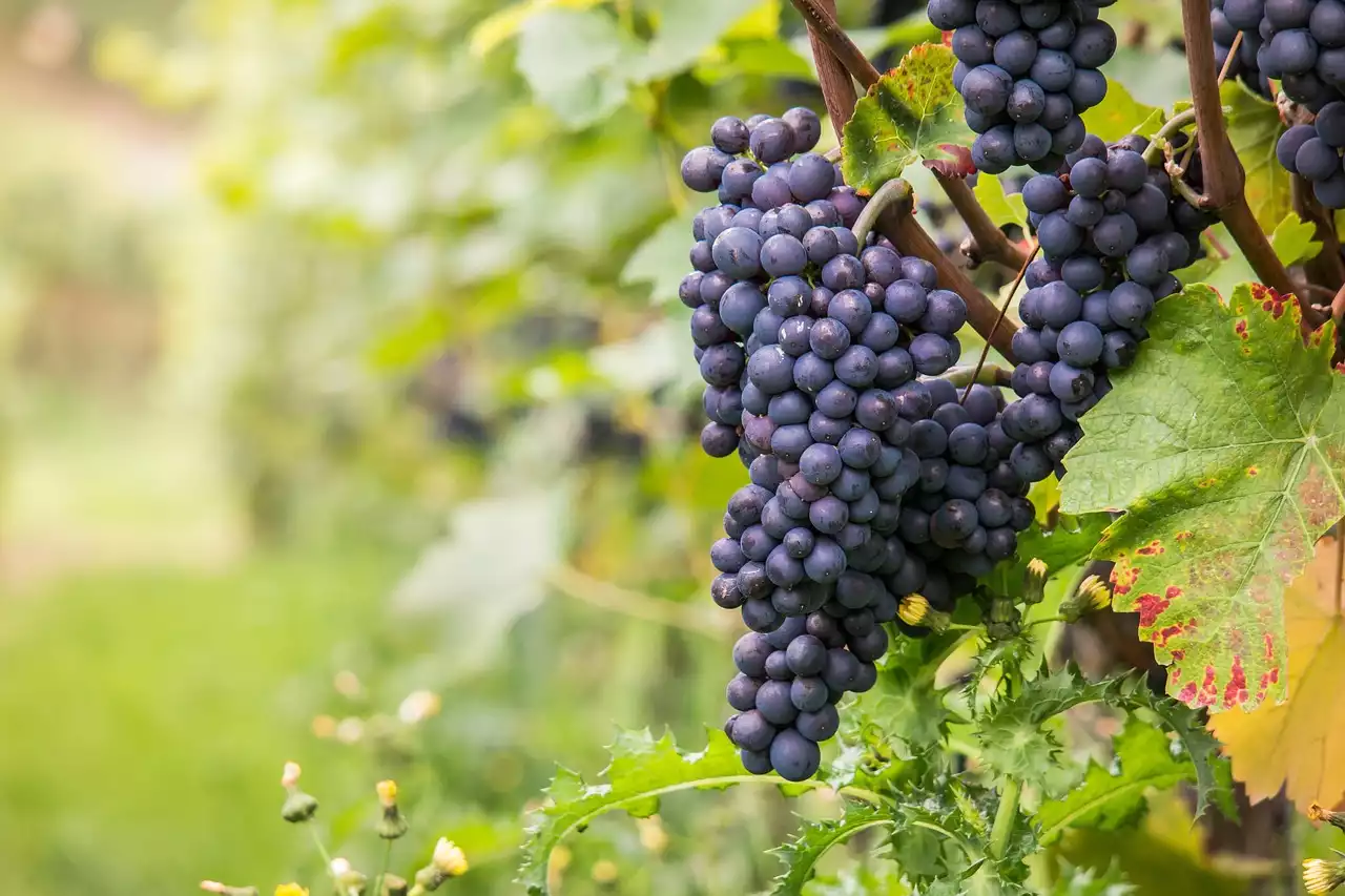 El arte de maridar vino con alimentos de otoño